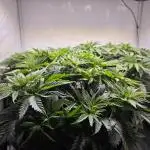 Monkey 🐒 Grow 