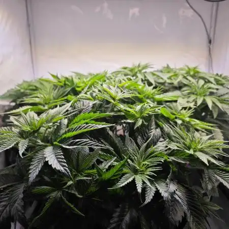 Monkey 🐒 Grow 