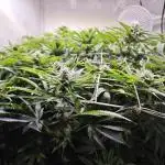 Monkey 🐒 Grow 