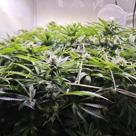 Monkey 🐒 Grow 