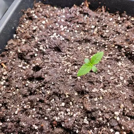 Monkey 🐒 Grow 