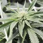 Monkey 🐒 Grow 
