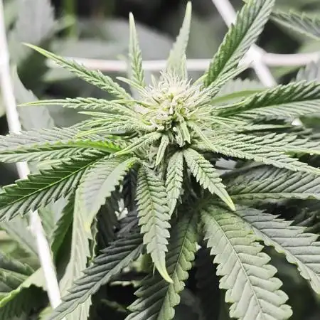 Monkey 🐒 Grow 