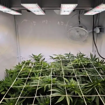 Monkey 🐒 Grow 