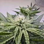 Monkey 🐒 Grow 