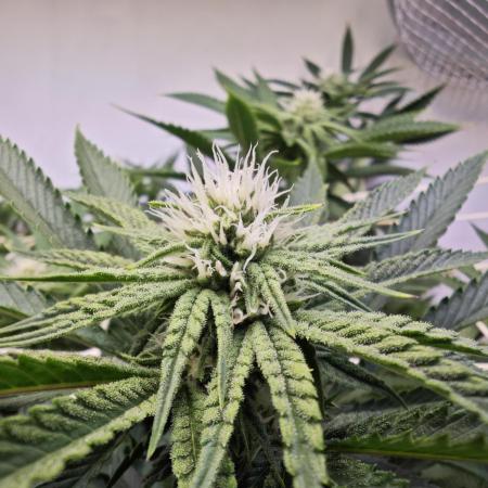 Monkey 🐒 Grow 
