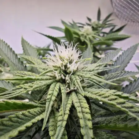Monkey 🐒 Grow 
