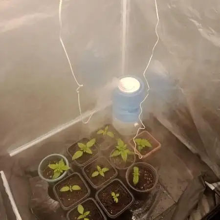 my first indoor greenhouse