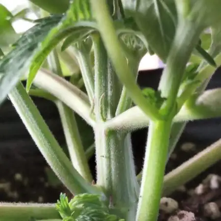 my first indoor greenhouse