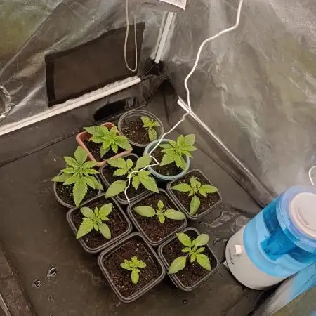 my first indoor greenhouse