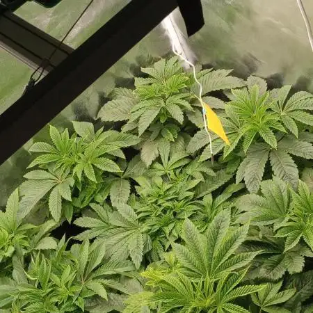 my first indoor greenhouse