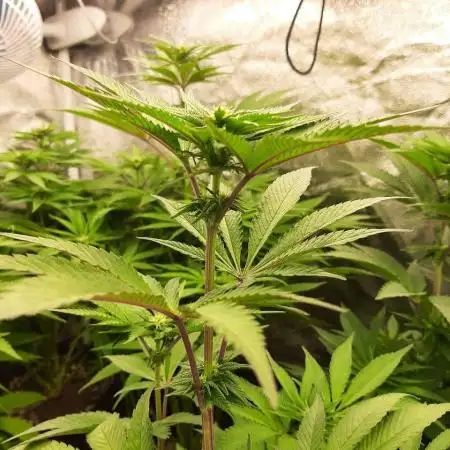 my first indoor greenhouse