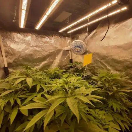 my first indoor greenhouse