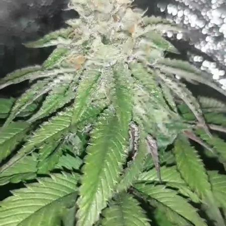 my first indoor greenhouse