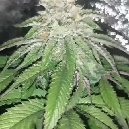 my first indoor greenhouse