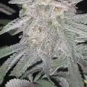 my first indoor greenhouse