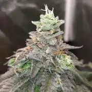 my first indoor greenhouse