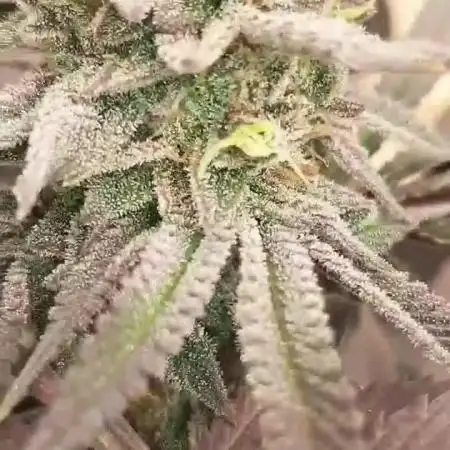 my first indoor greenhouse