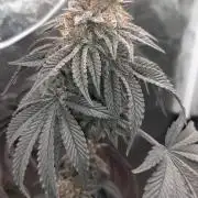 my first indoor greenhouse