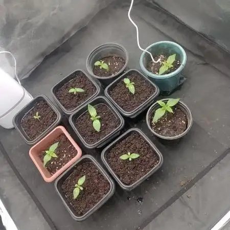 my first indoor greenhouse