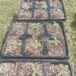 2025 Grow