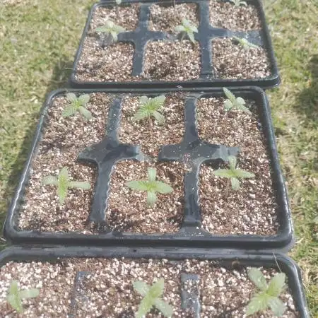 2025 Grow