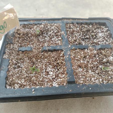 2025 Bucket grow