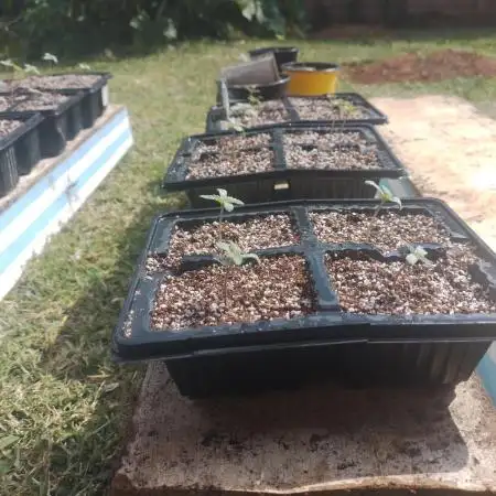 2025 Bucket grow