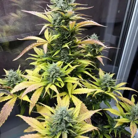 Auto papaya Zoap windowsill