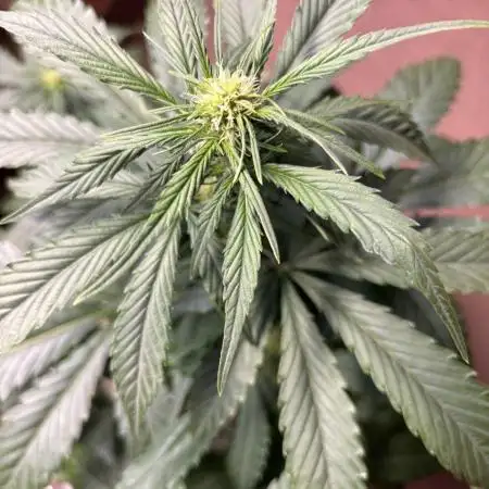 Auto papaya Zoap windowsill