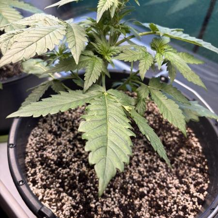 Auto papaya Zoap windowsill