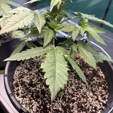 Auto papaya Zoap windowsill
