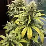 Auto papaya Zoap windowsill