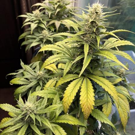 Auto papaya Zoap windowsill