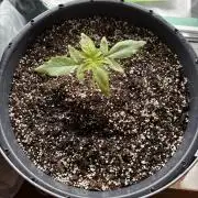 Banana Purple Punch Auto +1