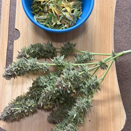 Auto papaya Zoap windowsill