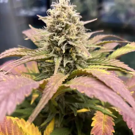 Auto papaya Zoap windowsill