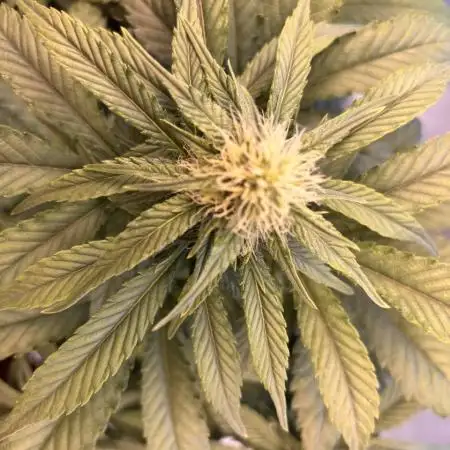 Auto papaya Zoap windowsill