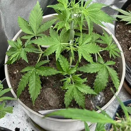 42 fast bud z-up auto kept small