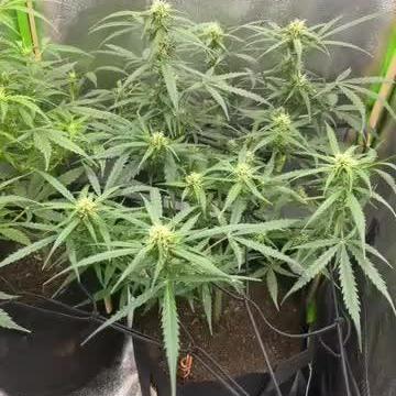 1st grow