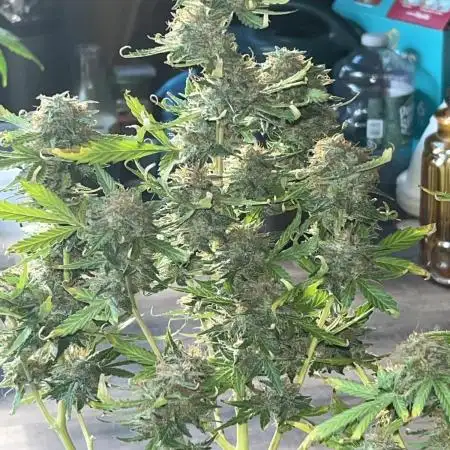 1st grow