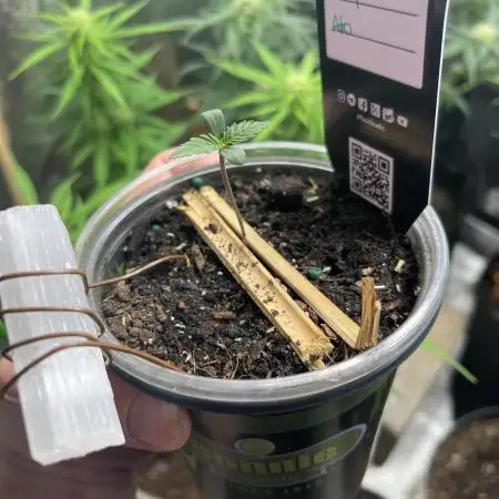 42 fast bud z-up auto kept small