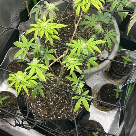 Native sun and Fatbuds bonsai