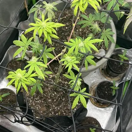 Native sun and Fatbuds bonsai