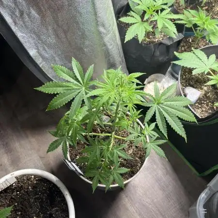 42 fast bud z-up auto kept small