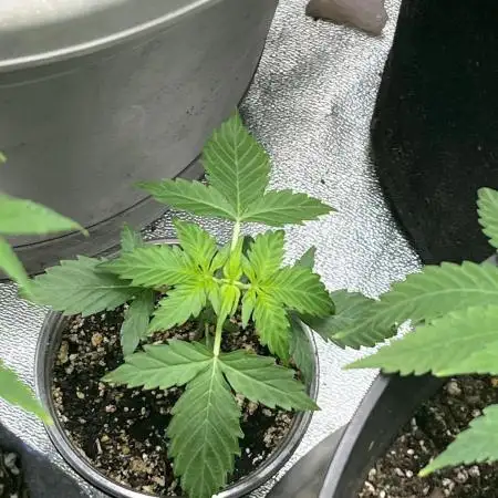 Native sun and Fatbuds bonsai