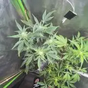 Seedtiva and bag seeds