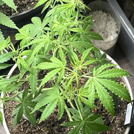 42 fast bud z-up auto kept small