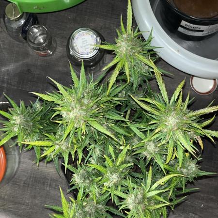 1st grow