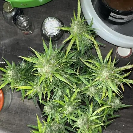 1st grow